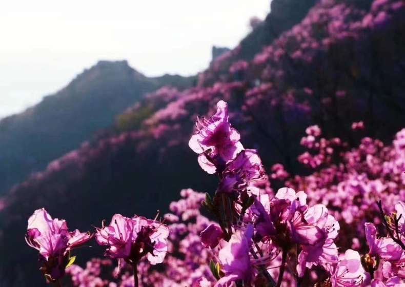 游客可免费预约观赏大连大黑山杜鹃花海