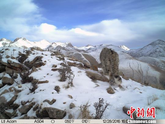 世界雪豹日：澜沧江源雪豹“靓照”发布