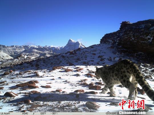 世界雪豹日：澜沧江源雪豹“靓照”发布