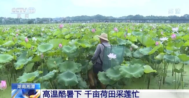 高温下的坚守 | 高温酷暑下 千亩荷田采莲忙