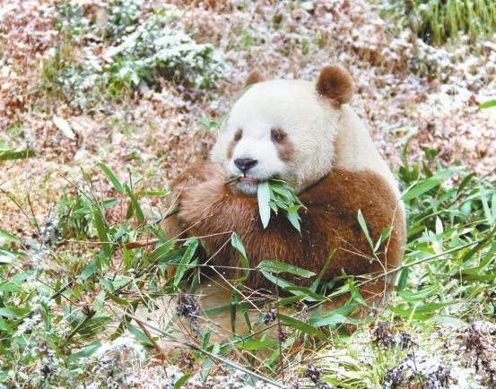 全球唯一棕色大熊猫“七仔”在陕西安然越冬(组图)