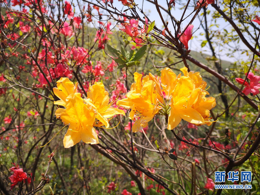 最美人间四月天，高山杜鹃映山红