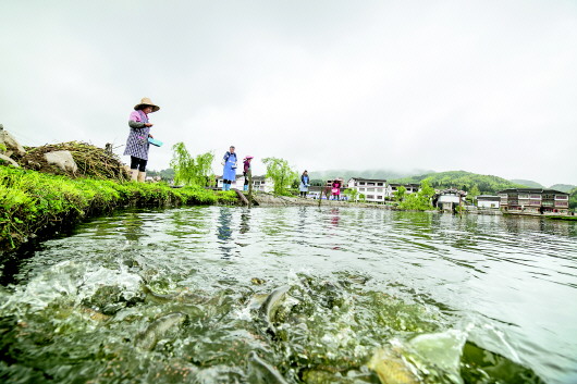 （社会）贵州大方：坝区产业兴农民增收喜