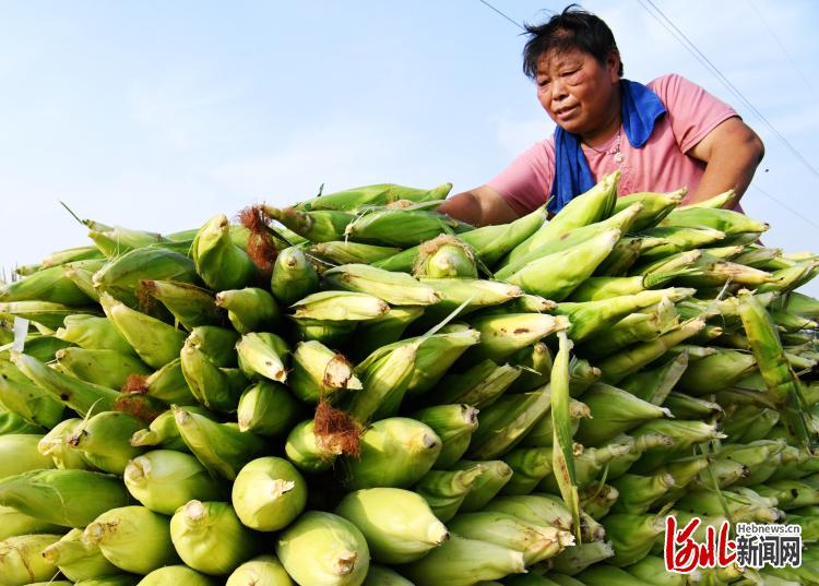 河北邯郸广平：水果玉米熟啦！