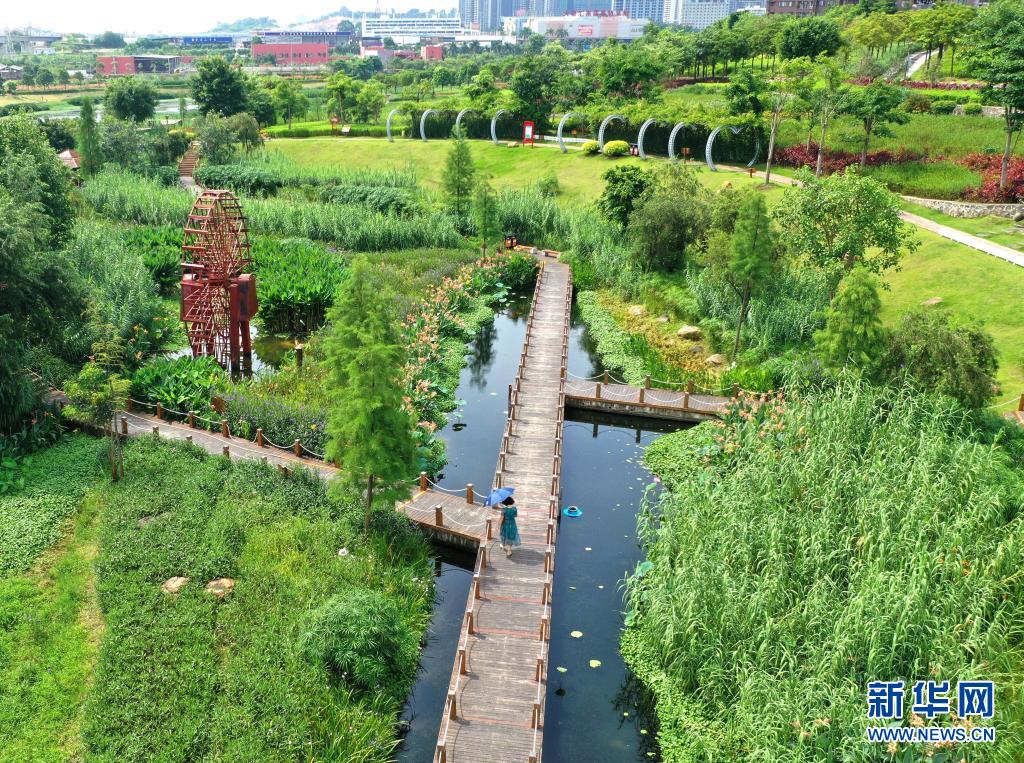 盛夏的南宁市那考河湿地公园