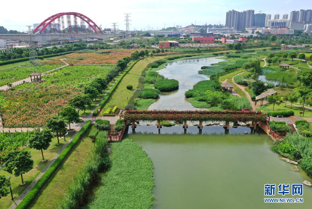 盛夏的南宁市那考河湿地公园