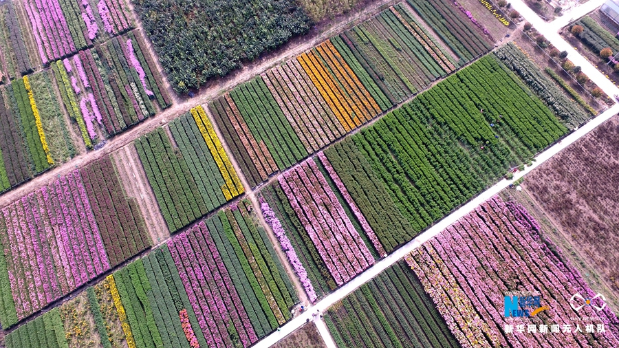 【航拍】许昌：多彩观赏菊如大地调色板