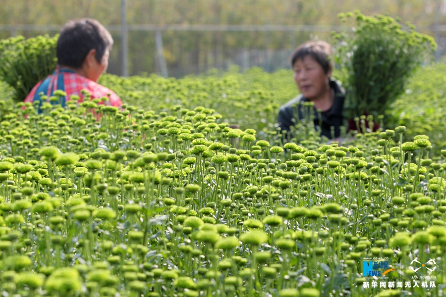 【航拍】许昌：多彩观赏菊如大地调色板