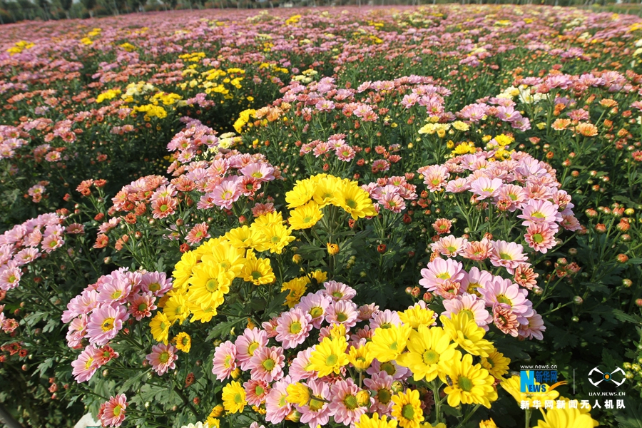 【航拍】许昌：多彩观赏菊如大地调色板