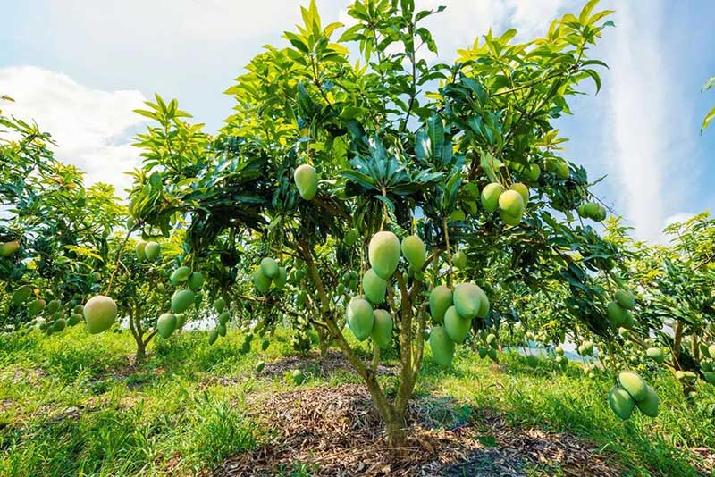 广西百色：芒果飘香果农增收