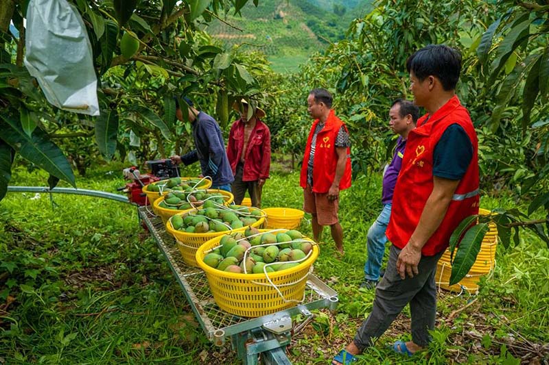 广西百色：芒果飘香果农增收