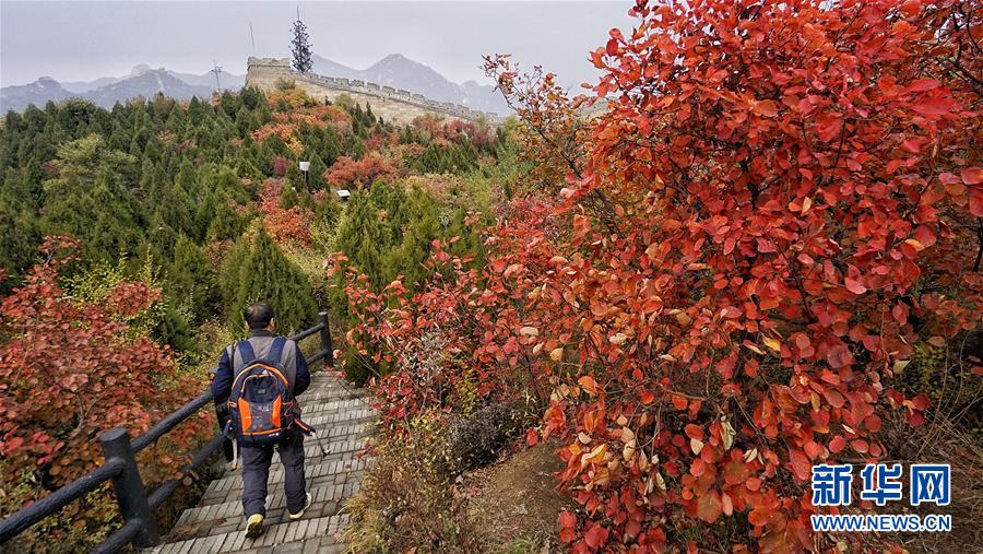 霜叶染红北京八达岭