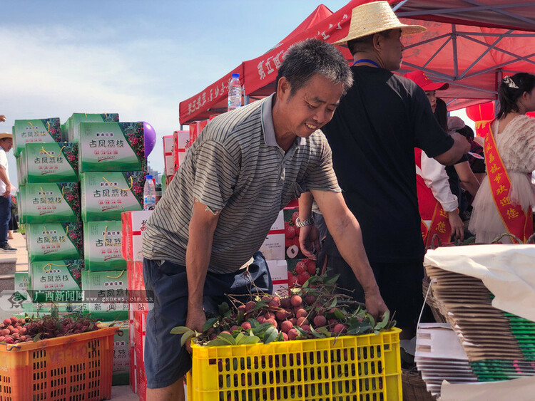 古凤荔枝迎大丰收 梧州龙圩区举办首届古凤荔枝节