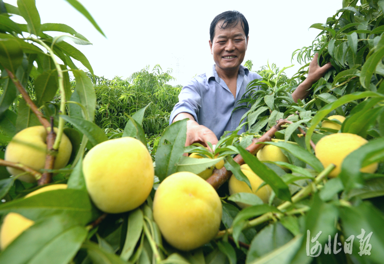 河北邯郸：特色种植拓宽农家致富路