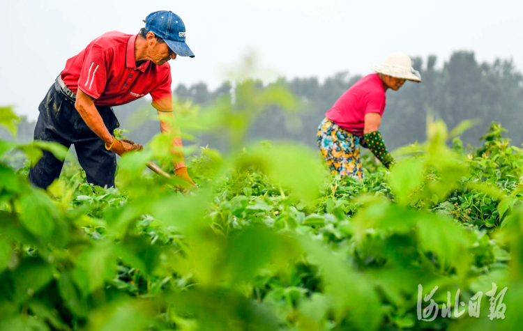 河北遵化：精细管护土里淘金