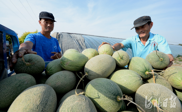 河北邯郸：果蔬种植富农家