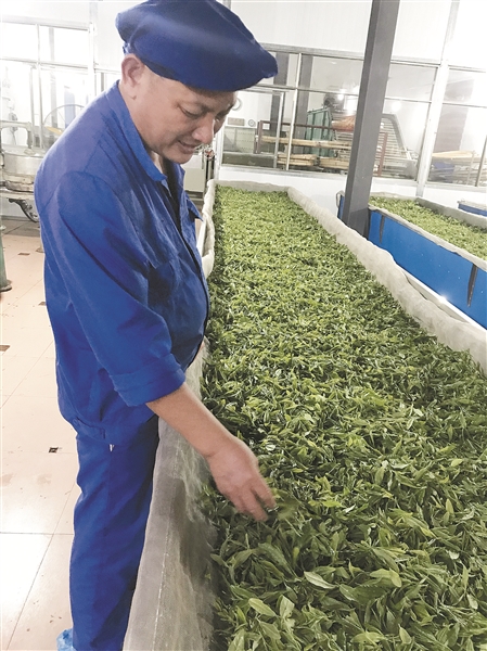 贺州昭平： 打响茶品牌 壮大茶产业