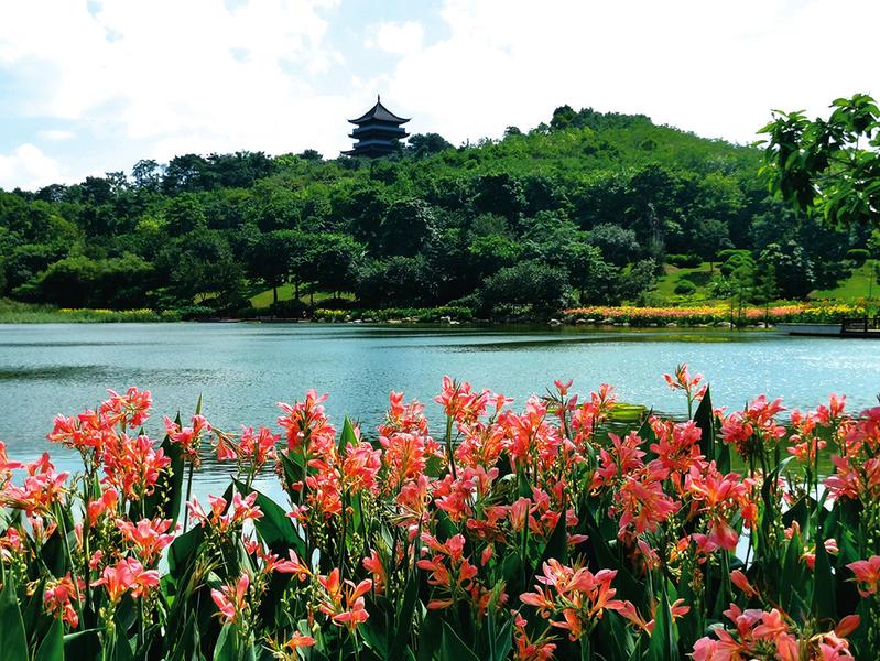 美在当夏 来南宁青秀山邂逅“夏雨荷”