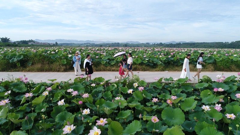 广西宁明1500多亩荷花尽情绽放