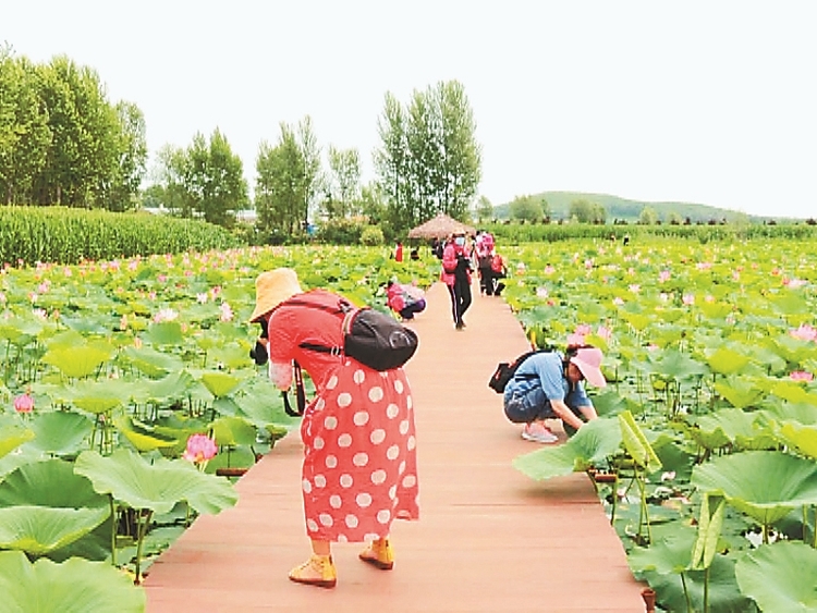 富锦：荷花朵朵迎客来