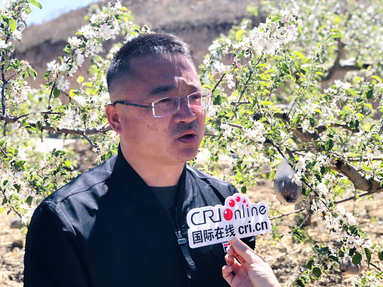 （已修改）“白头偕老——苹果树下的誓言” 延安市宝塔区首届苹果花婚纱摄影节活动举行