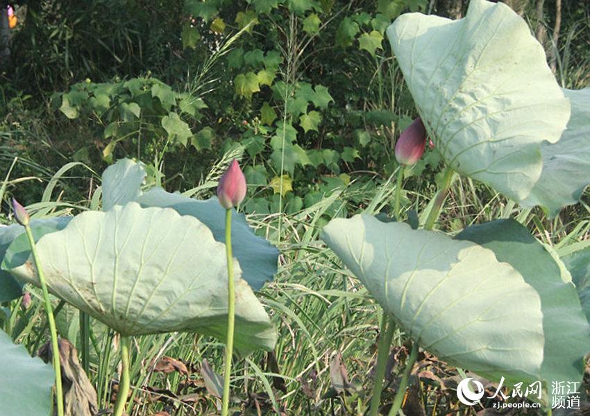 西湖边的“黑科技” 十月荷花次第开