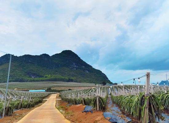 南宁定坤村：八个示范园串起小山村振兴路