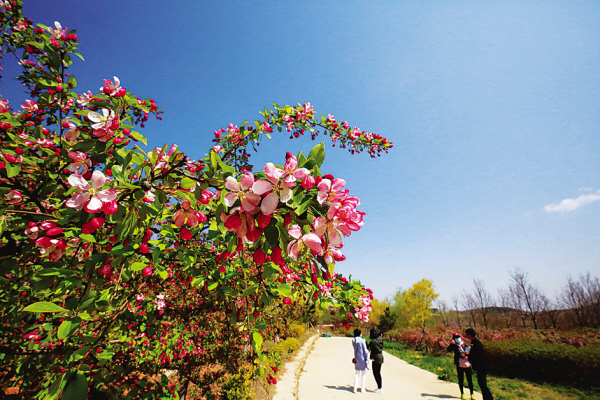 大连旅顺“第三届牡丹文化节”启幕