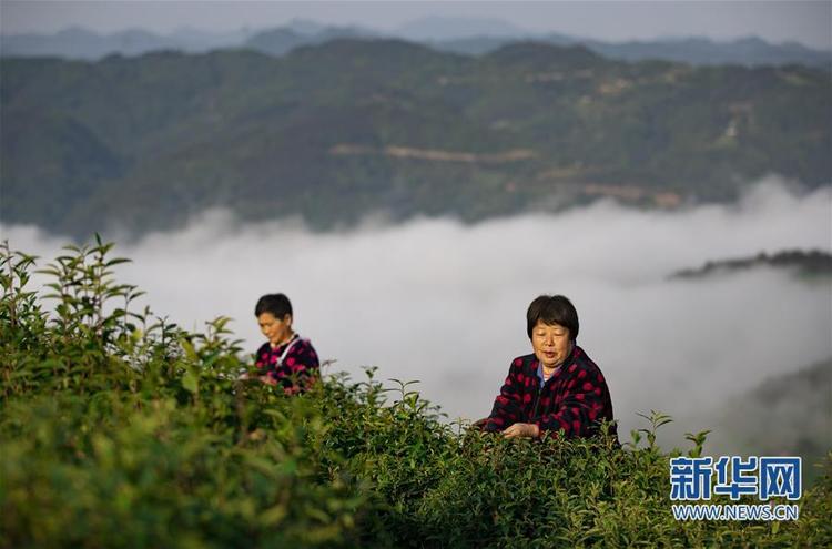 【中首 陕西  图】陕西平利：一片叶子 造福百姓