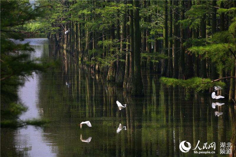 武汉涨渡湖湿地：3万只夏候鸟筑巢忙