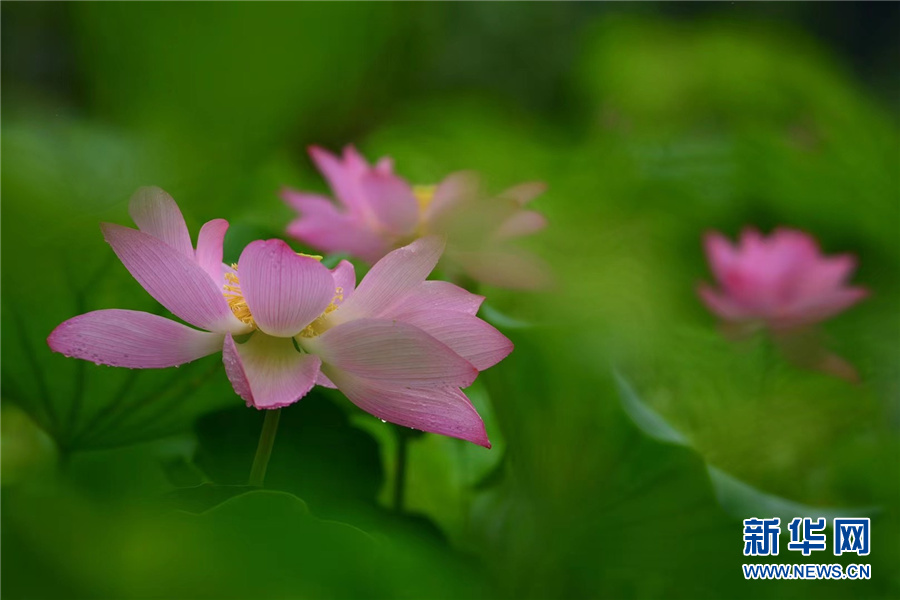 武汉：蜂鸟舞翩跹 清塘荷韵生态美