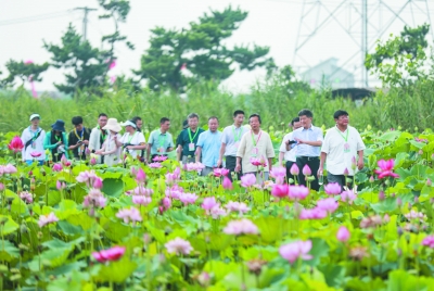 千亩荷花竞相绽放