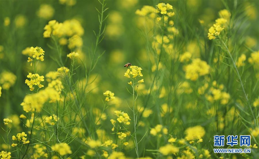 辽宁沈阳：油菜花开美如画