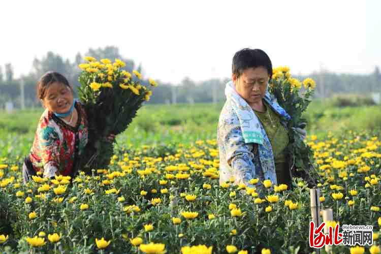 河北临西：菊花采收忙