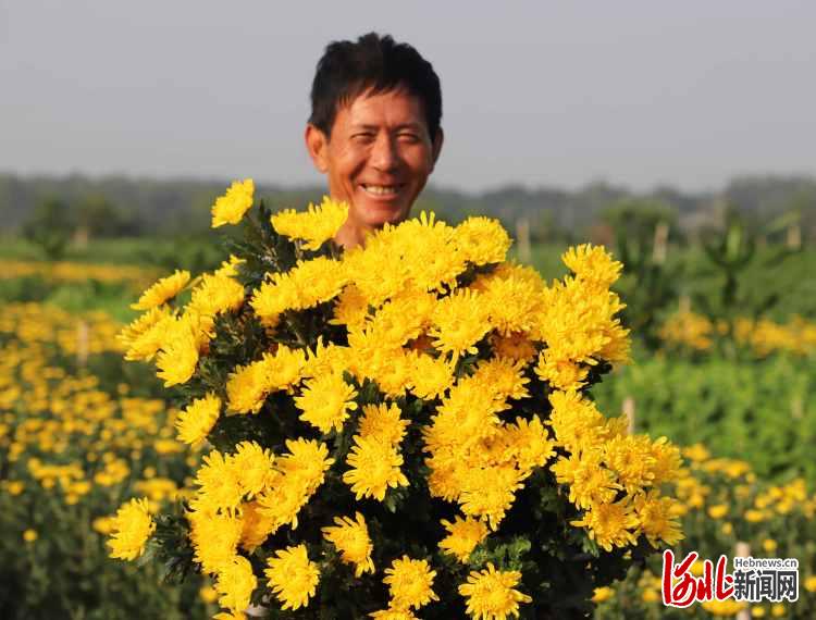 河北临西：菊花采收忙