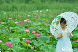 江苏南京：浮香绕棠邑 荷花映池杉