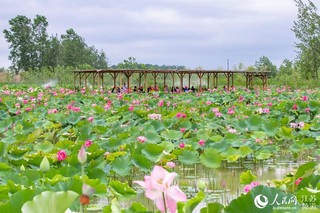 江苏南京：浮香绕棠邑 荷花映池杉