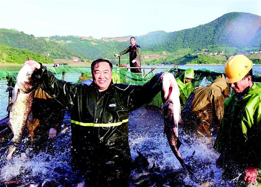 湖北保康：水美鱼肥