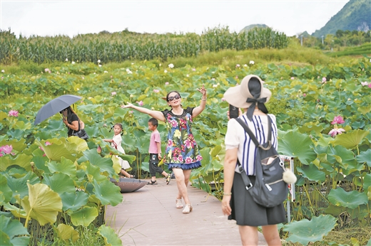 广西南丹：盛夏荷花醉游人