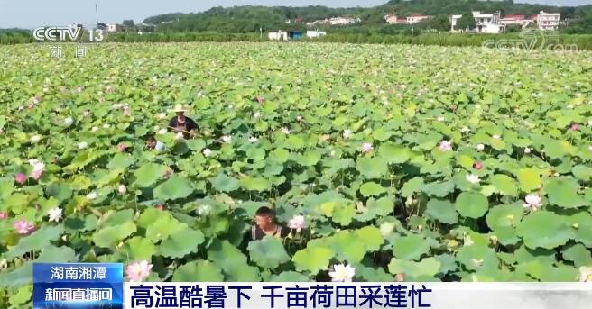 高温下的坚守 | 高温酷暑下 千亩荷田采莲忙