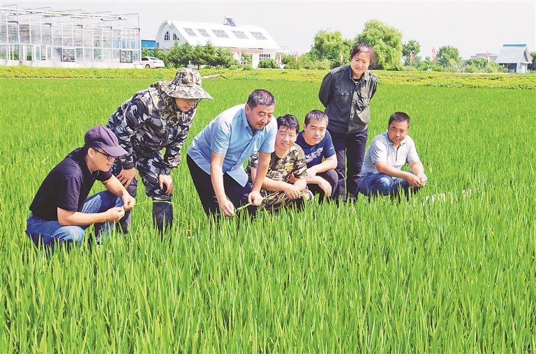 专家盛夏忙下乡