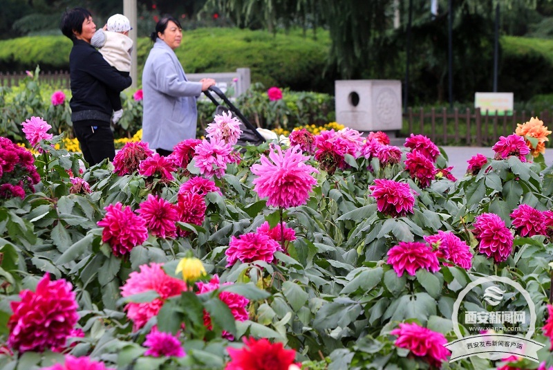 【旅游  显示图在稿件最下方】兴庆宫公园里大丽花 菊花等各种花卉花开正盛