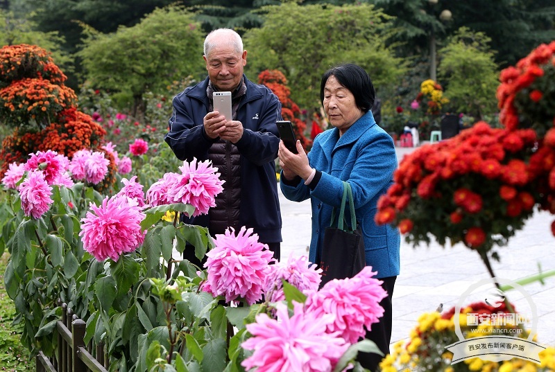 【旅游  显示图在稿件最下方】兴庆宫公园里大丽花 菊花等各种花卉花开正盛