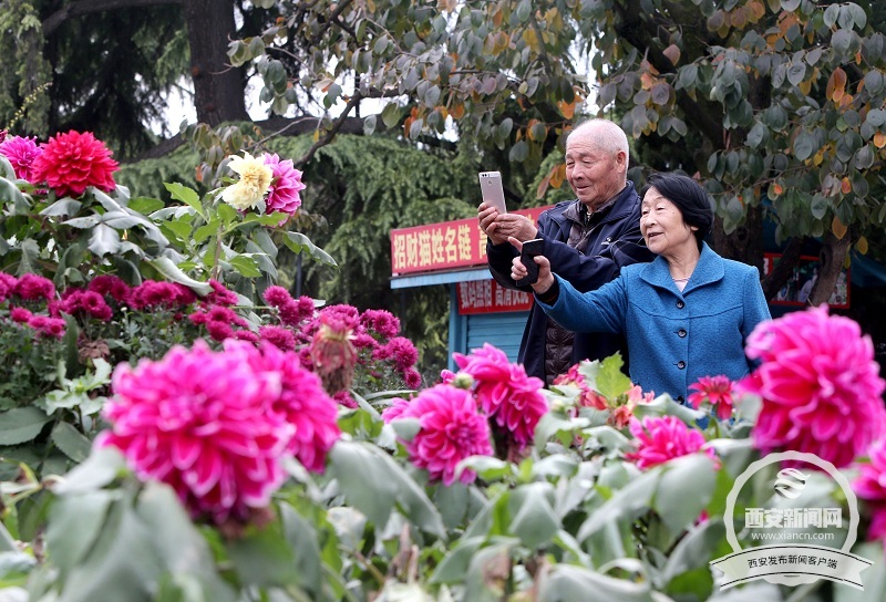 【旅游  显示图在稿件最下方】兴庆宫公园里大丽花 菊花等各种花卉花开正盛