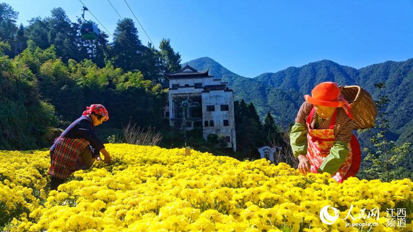 江西篁岭：金秋采皇菊 晒秋添新颜