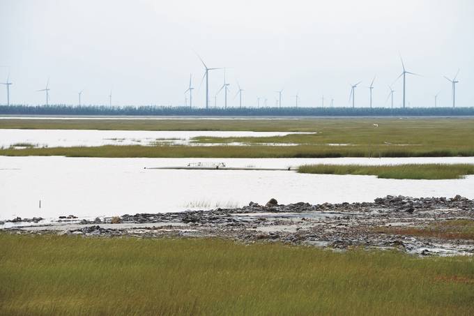 护好千里海岸 为鸟类提供栖息乐园