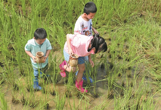 广西柳城县：仫佬山乡奔小康