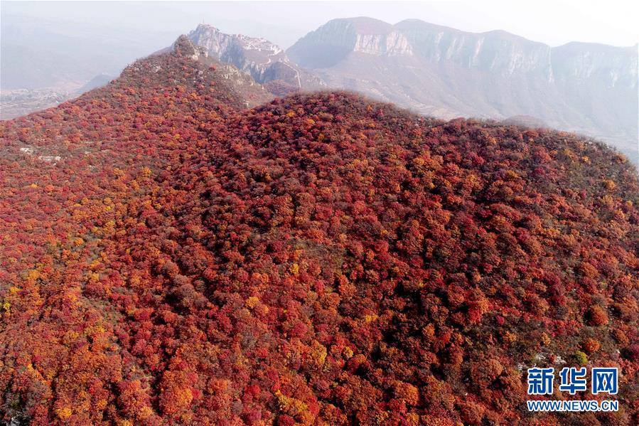 河北沙河：红叶染太行 秋景美如画