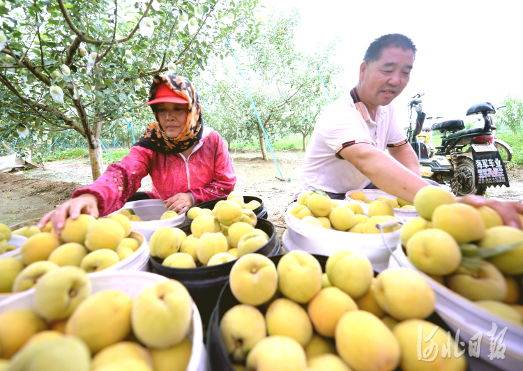 河北邯郸：特色种植拓宽农家致富路