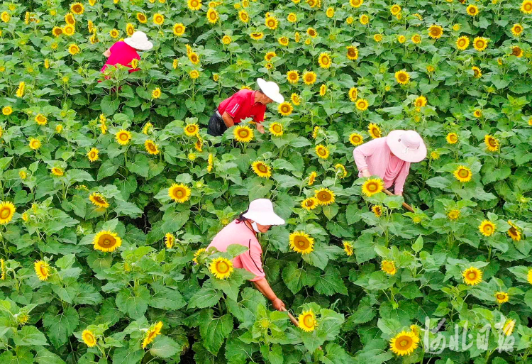 河北遵化：精细管护土里淘金